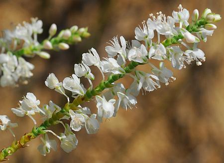 Polygonum_americanum_inflorescence2.jpg