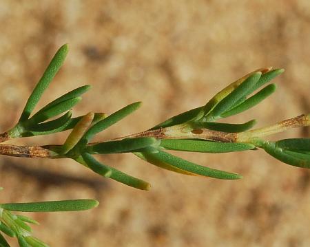 Polygonum_americanum_leaves2.jpg