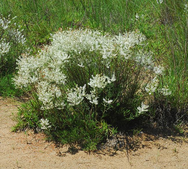 Polygonum_americanum_plant.jpg