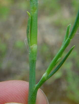 Polygonum_americanum_stem.jpg