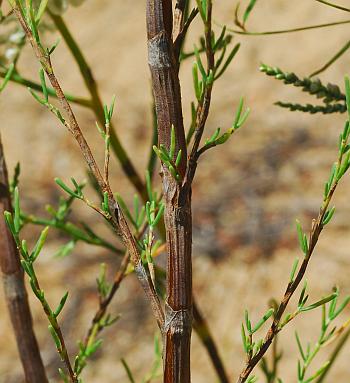 Polygonum_americanum_stem2.jpg