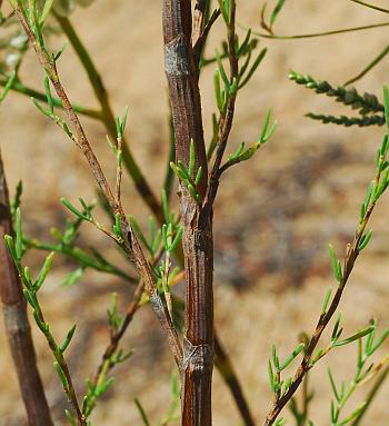 Polygonum_americanum_stem2.jpg