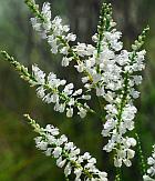 Polygonum americanum thumbnail