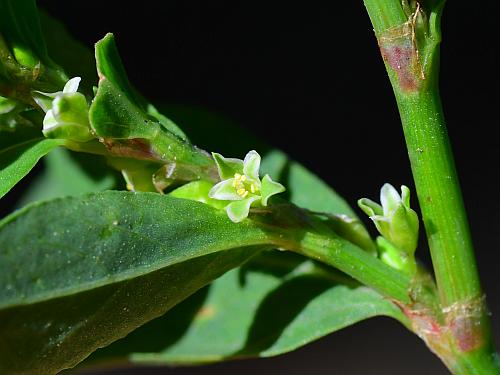 Polygonum_erectum_flowers.jpg