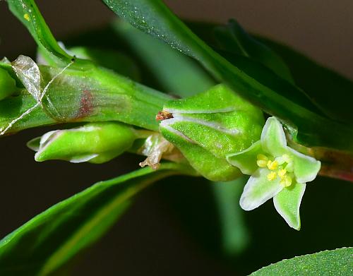 Polygonum_erectum_flowers2.jpg