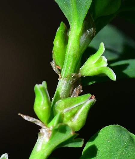 Polygonum_erectum_flowers3.jpg