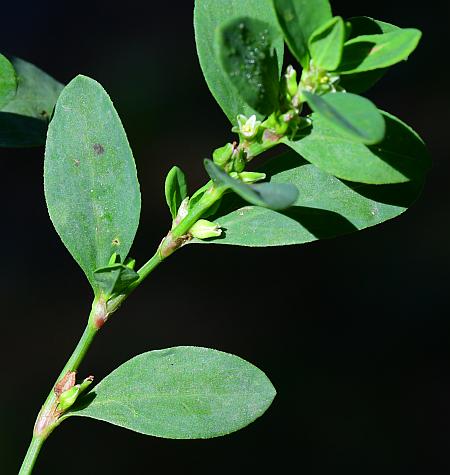 Polygonum_erectum_inflorescence.jpg