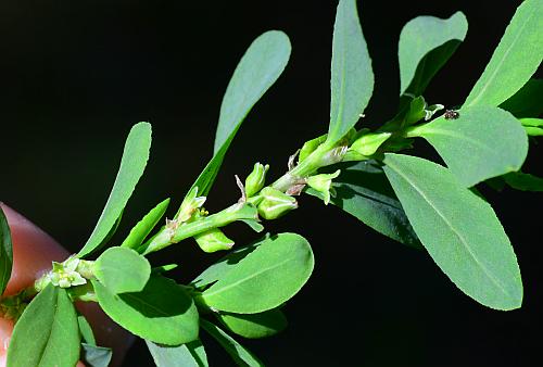 Polygonum_erectum_inflorescence2.jpg