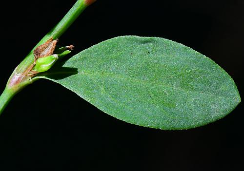 Polygonum_erectum_leaf1.jpg