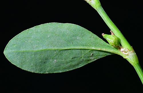 Polygonum_erectum_leaf2.jpg
