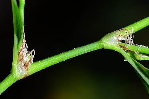 Polygonum_erectum_ocreae.jpg