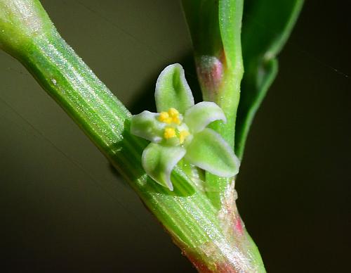 Polygonum_erectum_perianth.jpg