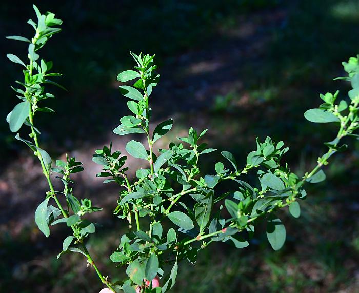 Polygonum_erectum_plant.jpg