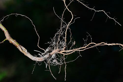 Polygonum_erectum_roots.jpg