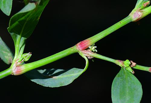 Polygonum_erectum_stem.jpg