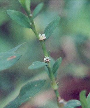 Polygonum_ramosissimum_flowers.jpg