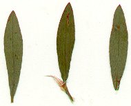 Polygonum_ramosissimum_leaves.jpg