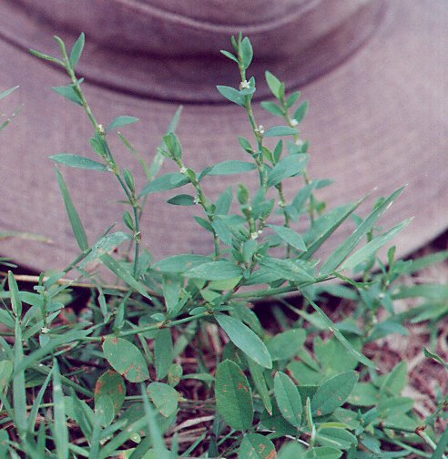 Polygonum_ramosissimum_plant.jpg