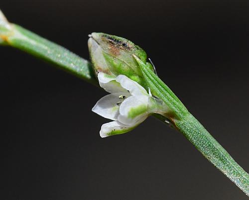 Polygonum_tenue_flower1.jpg