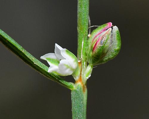 Polygonum_tenue_flower2.jpg