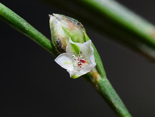 Polygonum_tenue_flower3.jpg