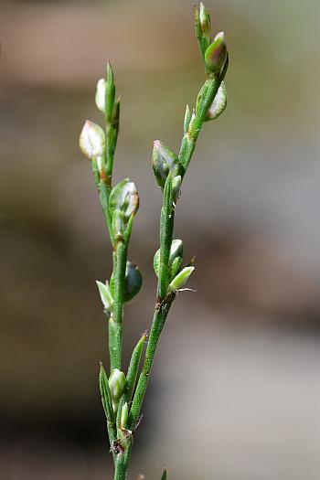 Polygonum_tenue_inflorescence.jpg