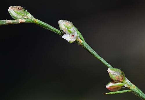 Polygonum_tenue_inflorescence2.jpg