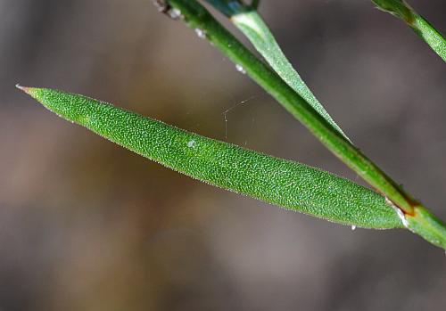 Polygonum_tenue_leaf1.jpg