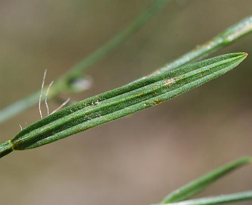 Polygonum_tenue_leaf2.jpg