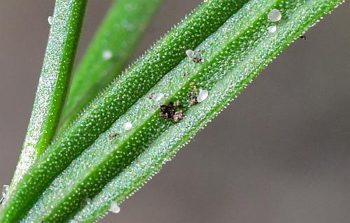 Polygonum_tenue_leaf2a.jpg