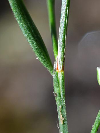 Polygonum_tenue_ocrea.jpg