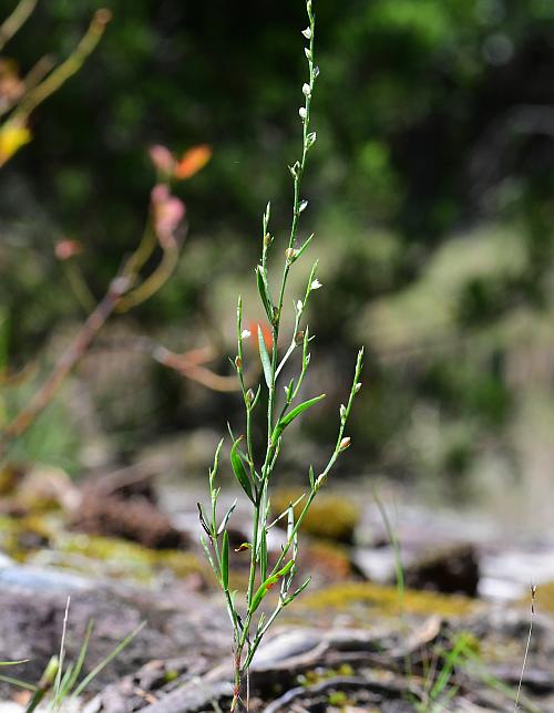 Polygonum_tenue_plant.jpg