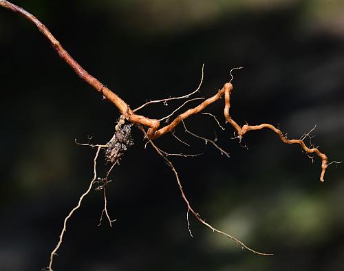 Polygonum_tenue_root.jpg