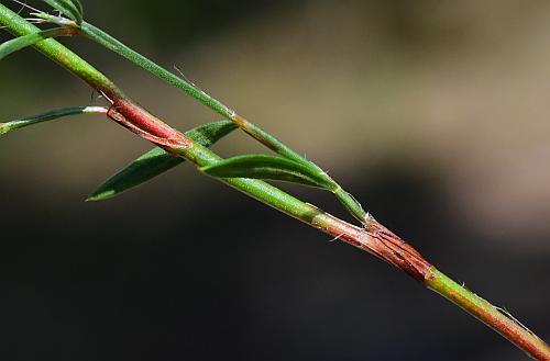 Polygonum_tenue_stem.jpg