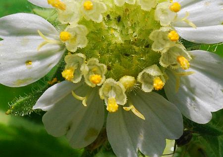 Polymnia_canadensis_florets.jpg