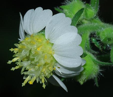 Polymnia_canadensis_head.jpg