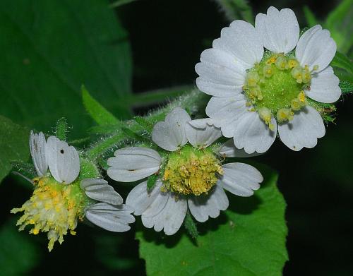 Polymnia_canadensis_heads.jpg