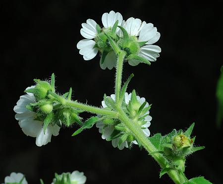 Polymnia_canadensis_inflorescence.jpg