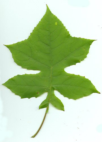 Polymnia_canadensis_leaf.jpg