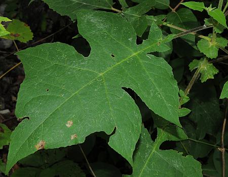 Polymnia_canadensis_leaf1.jpg