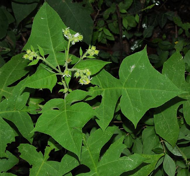 Polymnia_canadensis_plant.jpg