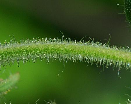 Polymnia_canadensis_stalk.jpg