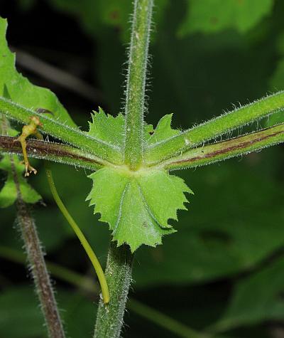 Polymnia_canadensis_stem.jpg