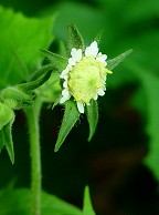 Polymnia canadensis thumbnail