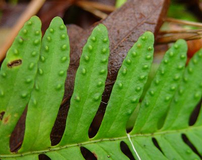 Polypodium_polypodioides_adaxial.jpg