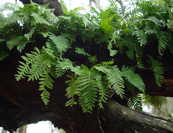 Polypodium_polypodioides_plant.jpg