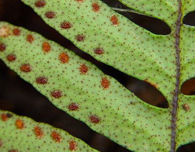 Polypodium_polypodioides_sori.jpg