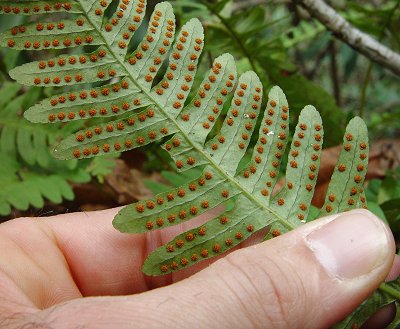 Polypodium_virginianum_abaxial.jpg