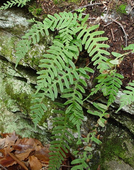 Polypodium_virginianum_plant.jpg