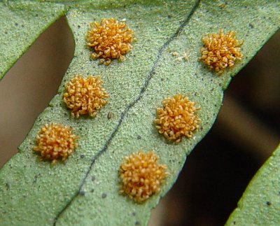 Polypodium_virginianum_sori.jpg